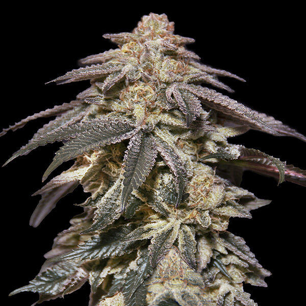 Auto Apple Bananas feminised cannabis seeds by 00 Seeds for indoor and outdoor